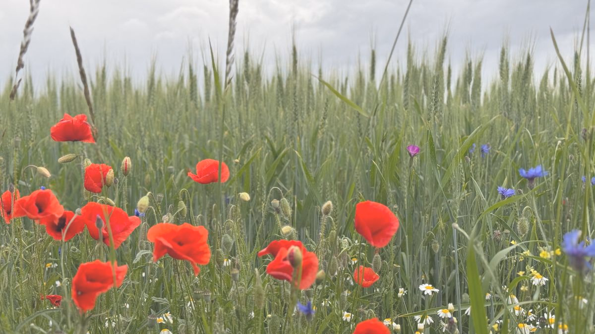 Sommerwiese mit roten Mohnblumen und blauen Kornblumen vor einem Getreidefeld.