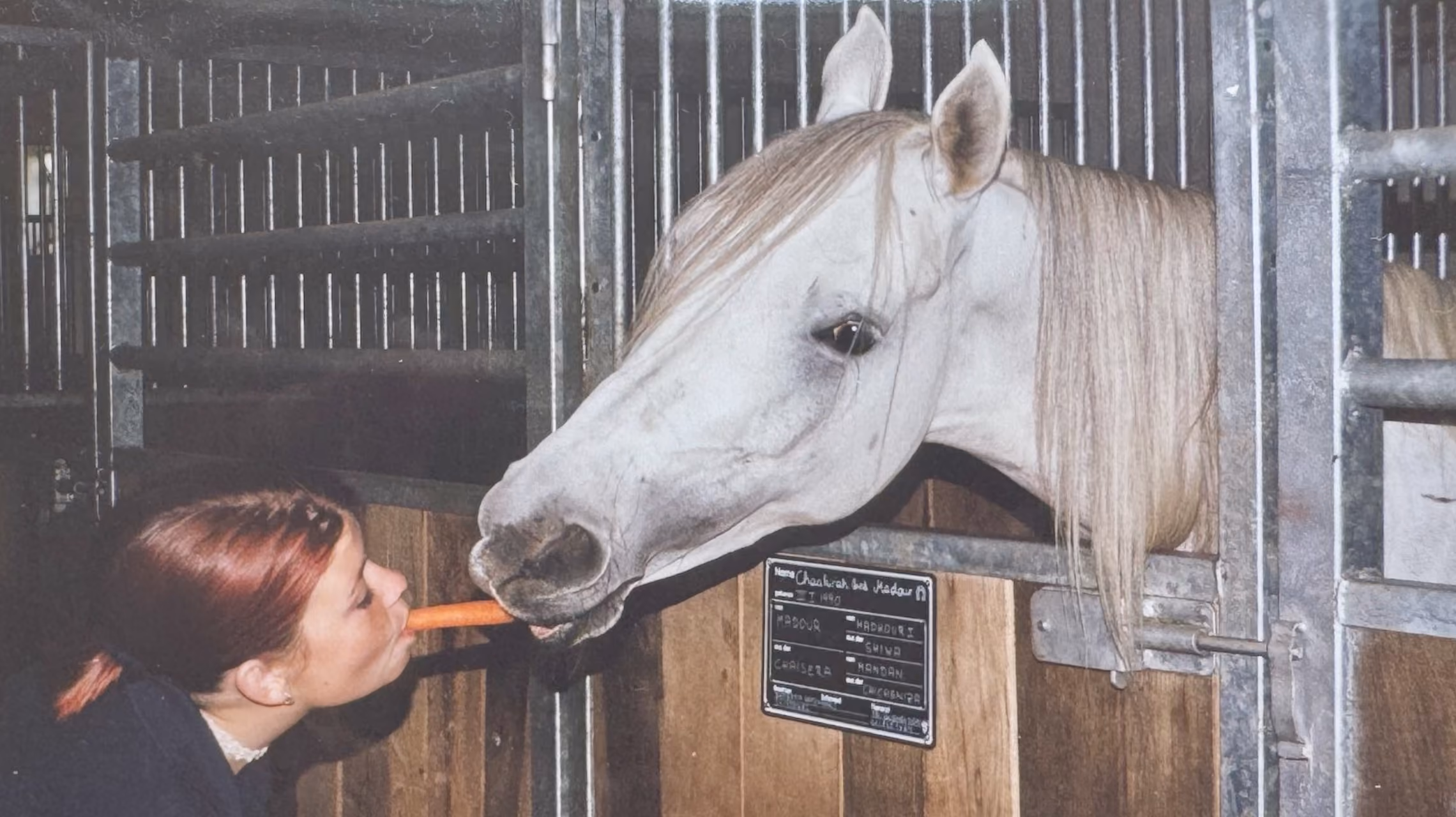 Die junge Babsi füttert die weiße Vollblutaraberstute Chaakirah mit einer Karotte an der Stallbox.