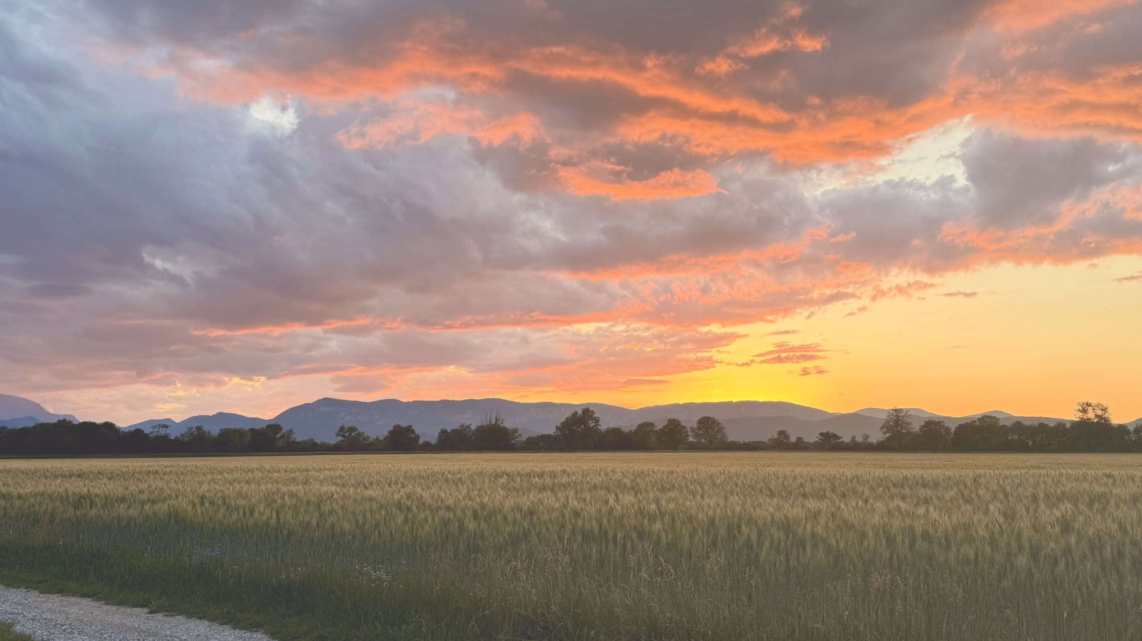 Sonnenuntergang über einem Getreidefeld mit Bergpanorama – warme Orange- und Gelbtöne am Himmel, ein Bild von Weite und Aufbruch.