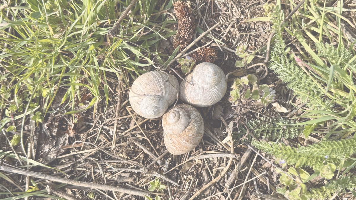 Drei Schneckenhäuser mit ihren Spiralen im Gras, als Sinnbild für die Spirale des Lebens.